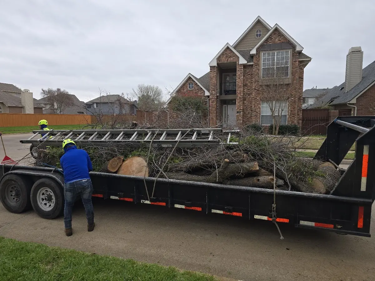 Expert Tree Removal with proper safety equipment in Gill